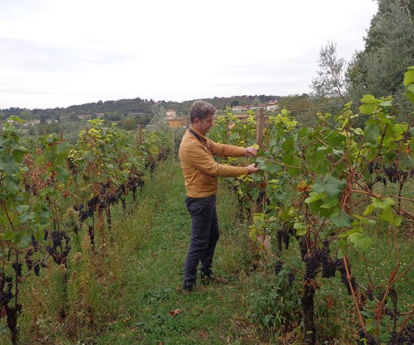 Massimo Gatti in vigna