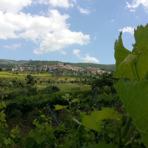 VIGNETI